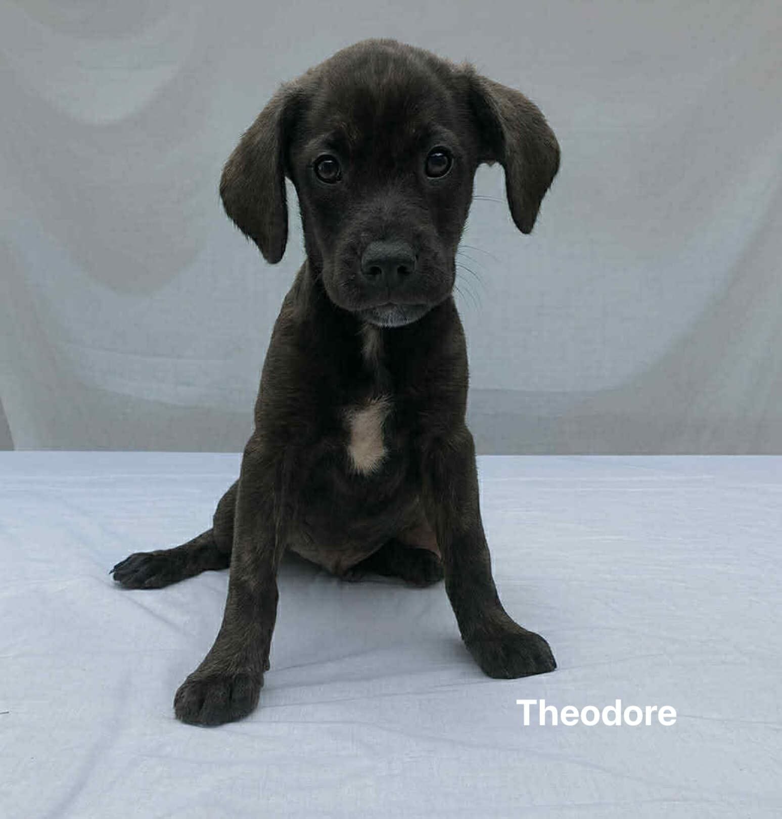 Theodore Theodore